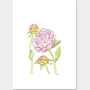 Pink Peony and Peony Buds Posters and Art